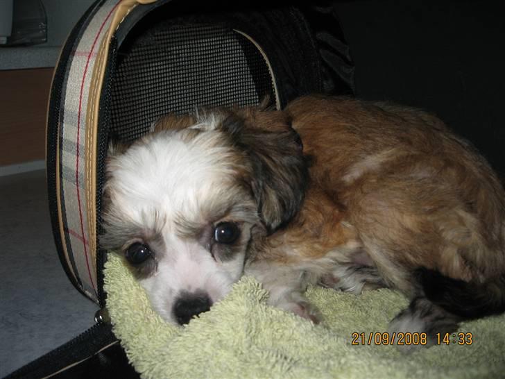 Chinese crested powder puff mille - 8 uger og 2 dage. d. 21/9-08 billede 1