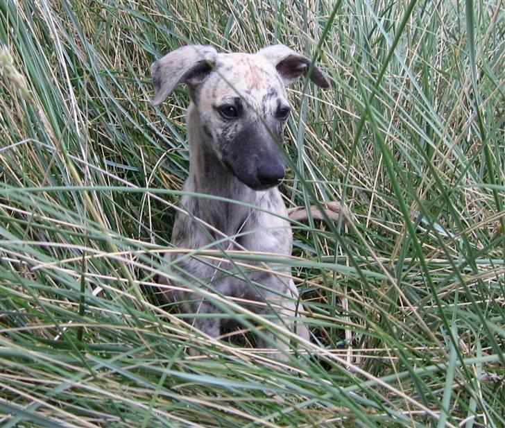 Whippet Piper - i siv billede 8