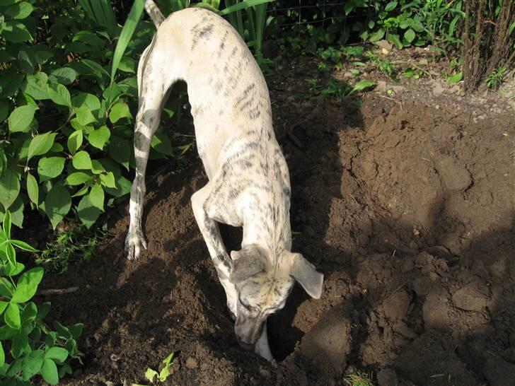 Whippet Piper - Piper laver ulykker i haven!!! billede 9