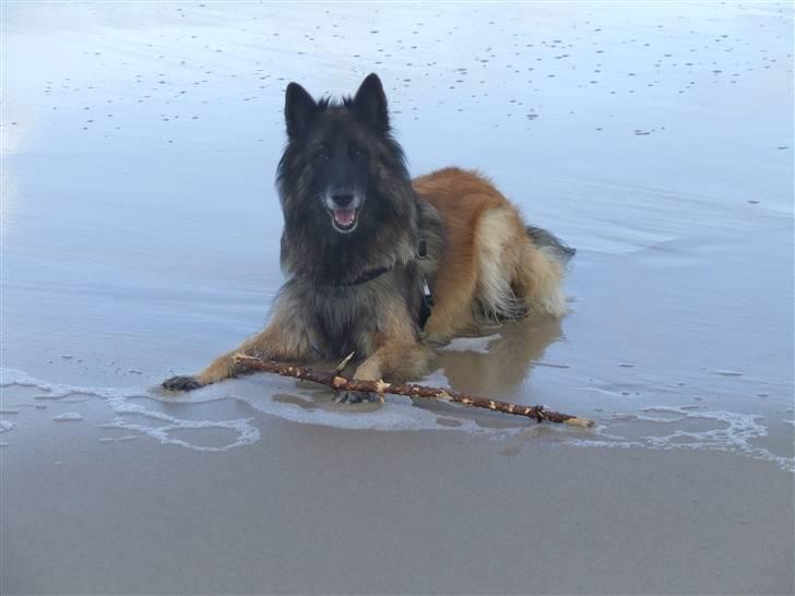 Tervueren gipsi - vesterhavet er dejligt billede 1