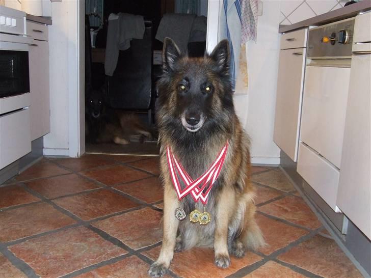 Tervueren gipsi - alle de medaljer, jeg hænger snart med hovedet billede 2