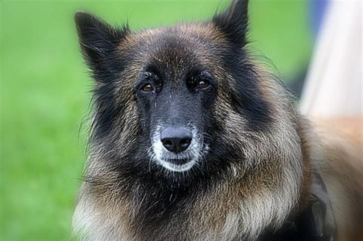 Tervueren gipsi - altså jeg vil gerne hjem og sove snart tror jeg billede 3