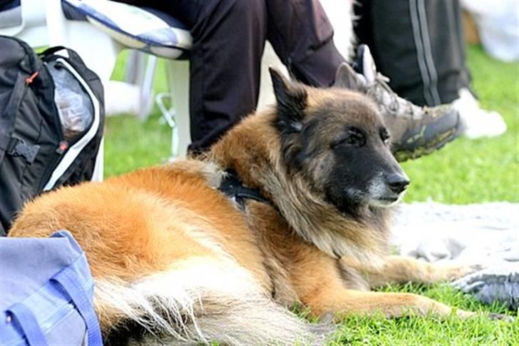 Tervueren gipsi - pyha det hårdt og være til stævne billede 4