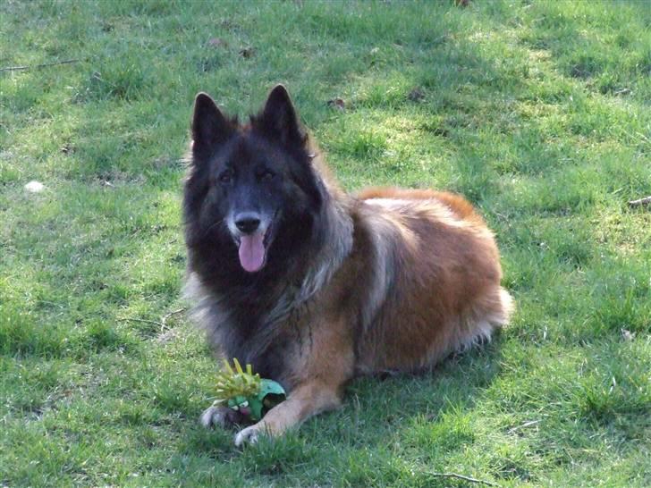 Tervueren gipsi - det bare så rart, at ligge i haven billede 5