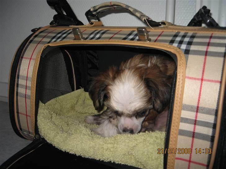 Chinese crested powder puff mille billede 2