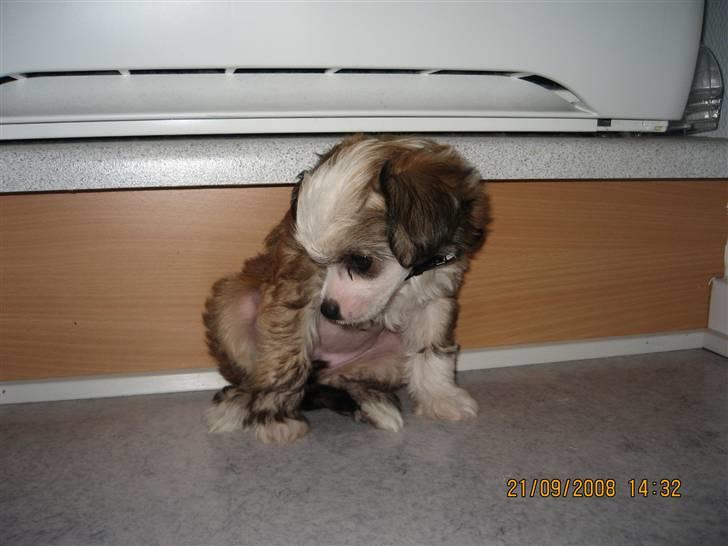 Chinese crested powder puff mille billede 3