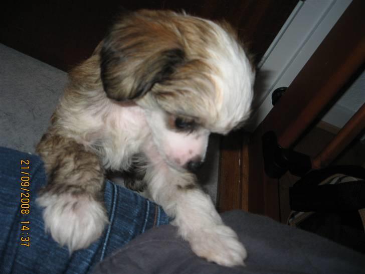 Chinese crested powder puff mille billede 4