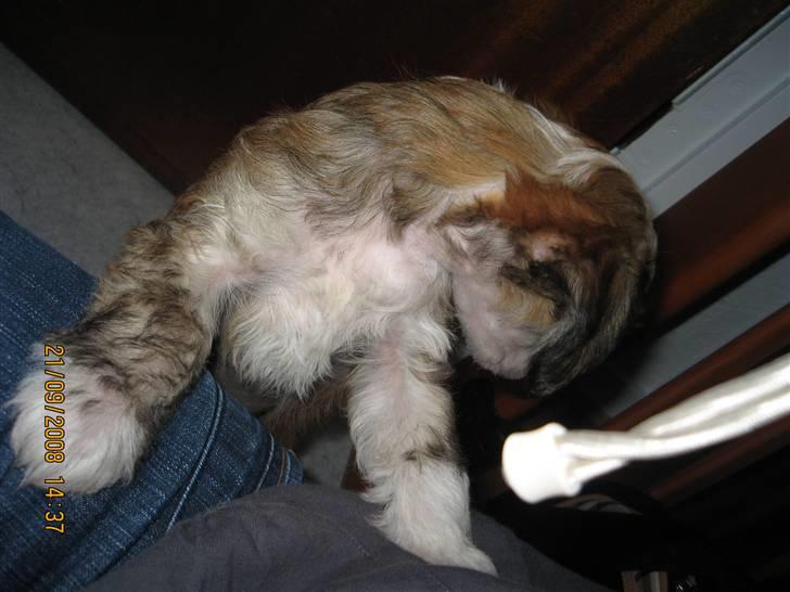 Chinese crested powder puff mille billede 6