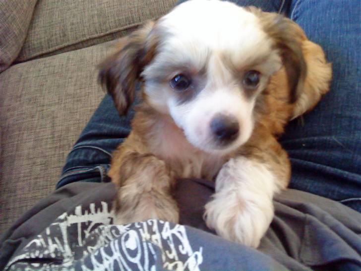 Chinese crested powder puff mille billede 7