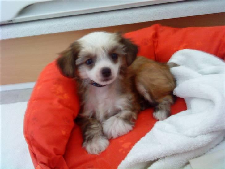 Chinese crested powder puff mille billede 8