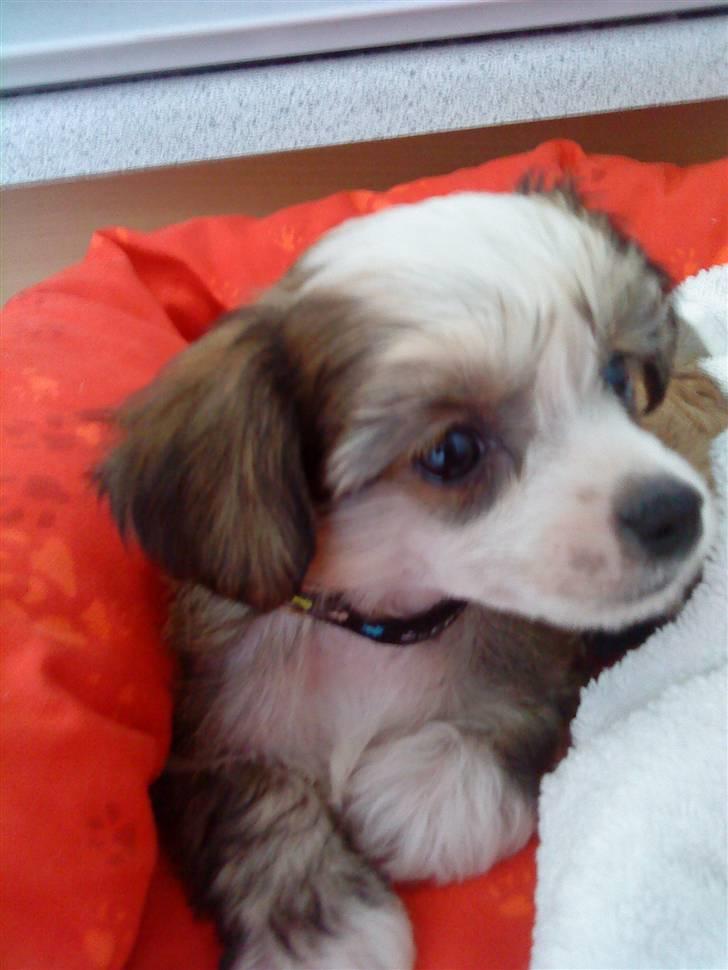 Chinese crested powder puff mille billede 9