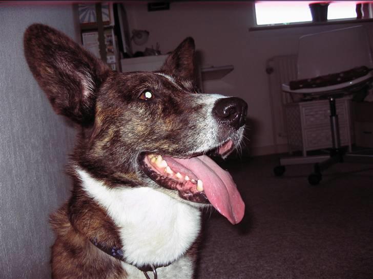 Welsh corgi cardigan Hugo - Velkommen til Hugo´s profil håber i kan li ham;D billede 1