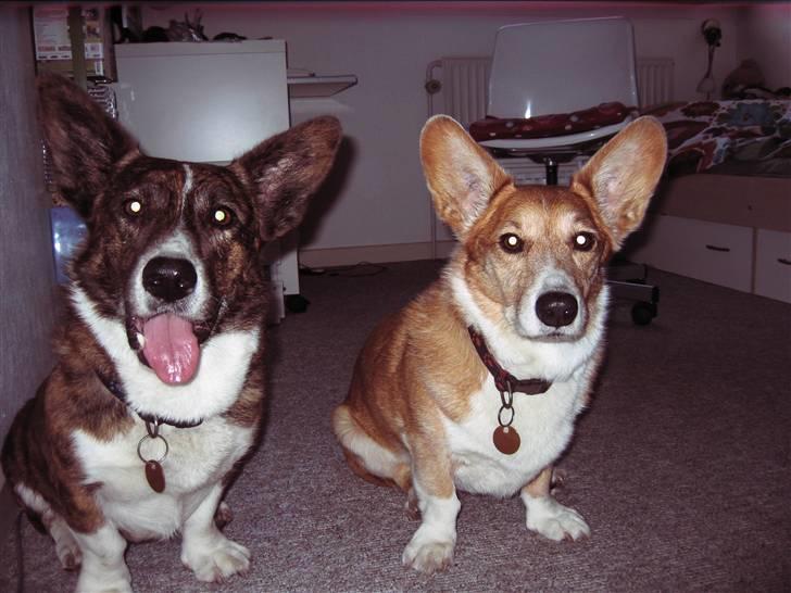 Welsh corgi cardigan Hugo -  Hugo og Frederik<3 billede 2