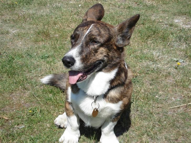 Welsh corgi cardigan Hugo - Smukke Hugo;D billede 3