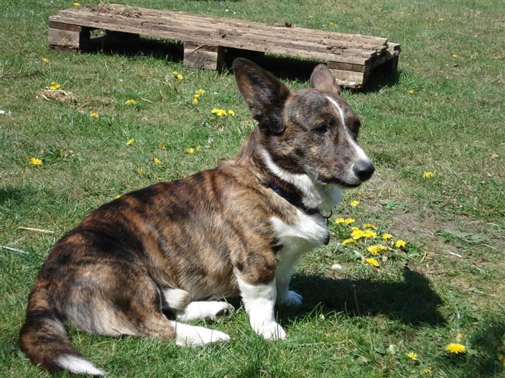 Welsh corgi cardigan Hugo - Hugo i haven:D:D billede 4
