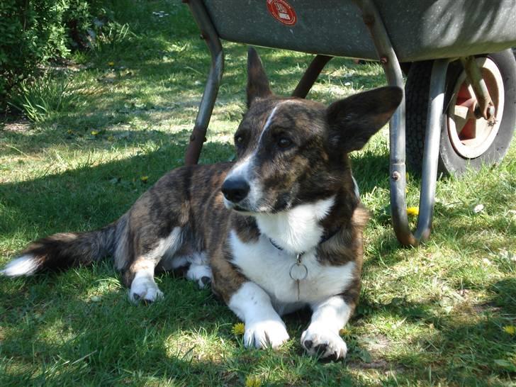 Welsh corgi cardigan Hugo - Slapper lige af!!^^ billede 5