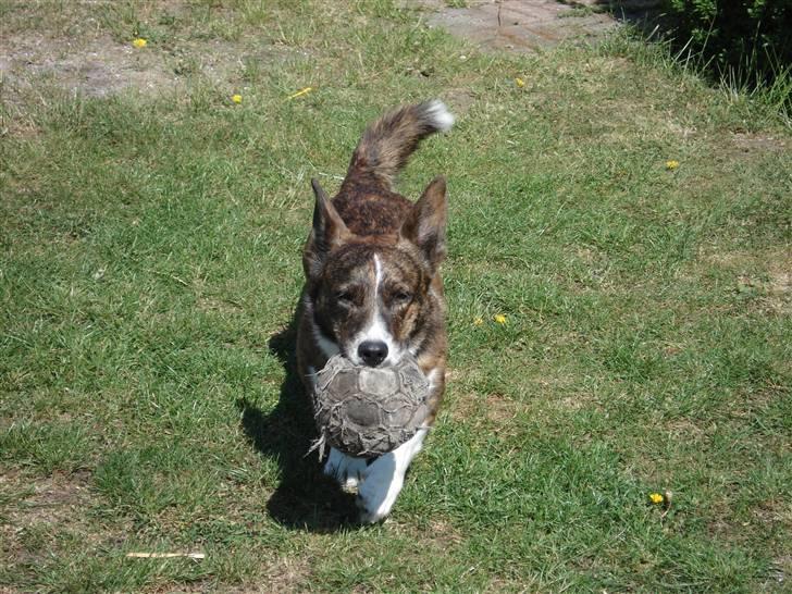 Welsh corgi cardigan Hugo - JUBII, min gode ven boldten;D hehe billede 6