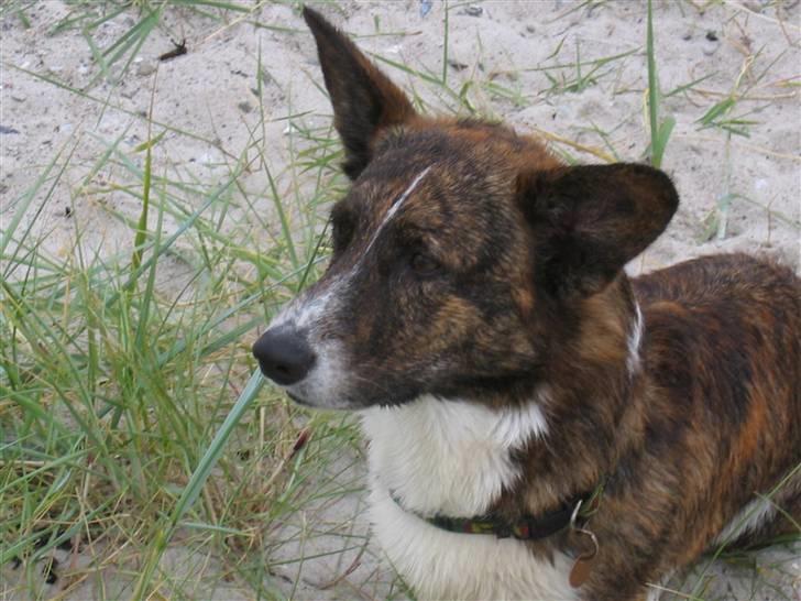 Welsh corgi cardigan Hugo - Hugo på stranden er han ikk´ smuk<3 billede 7