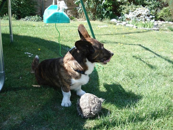 Welsh corgi cardigan Hugo - Hugo med sin boldt;D billede 8