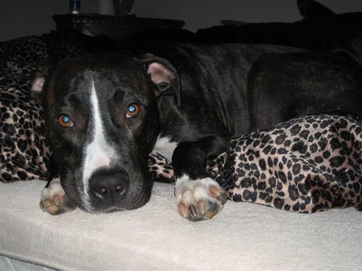 Amerikansk staffordshire terrier Tyson R.I.P. 2006-2010 billede 1