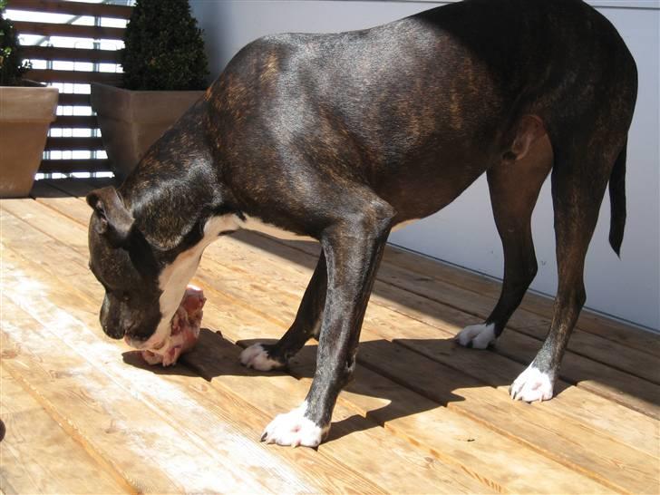 Amerikansk staffordshire terrier Tyson R.I.P. 2006-2010 - Mmmmmm, det bedste ved at få BARF er den ugentlige ben-dag!!!!! billede 2