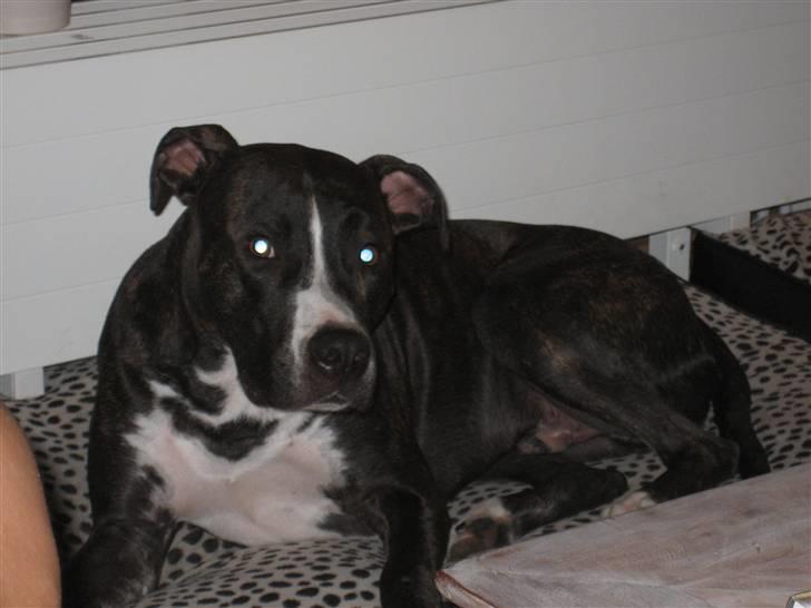 Amerikansk staffordshire terrier Tyson R.I.P. 2006-2010 - En træt aften på puden billede 3