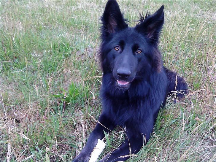 Blanding af racer Bella billede 1