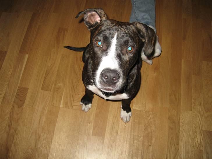 Amerikansk staffordshire terrier Tyson R.I.P. 2006-2010 - 5 mdr gammel og netop kommet hjem til mit nye hjem hos min nye "mor og far" billede 4