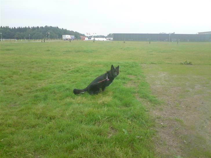 Blanding af racer Bella billede 2