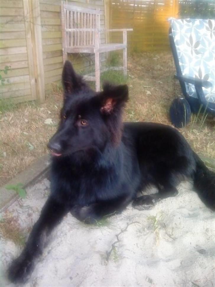 Blanding af racer Bella billede 3