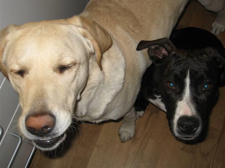 Amerikansk staffordshire terrier Tyson R.I.P. 2006-2010 - Mig og min nye ven og "storebror" Castro billede 5