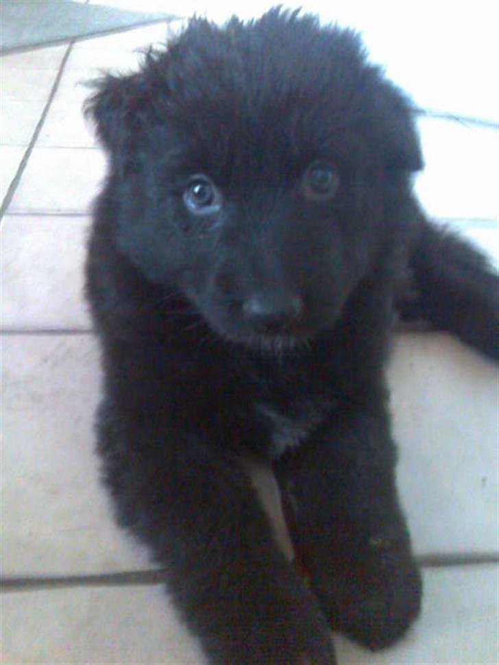 Blanding af racer Bella billede 4