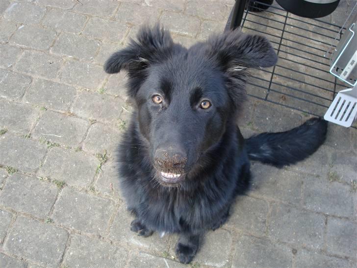 Blanding af racer Bella billede 5