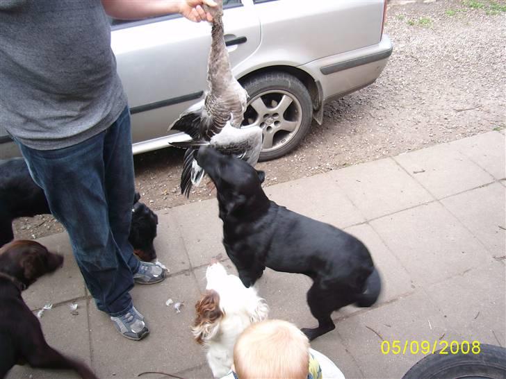 Labrador retriever Bosa - Å vildt, lad mig lege med det farmand :o) !!! billede 12