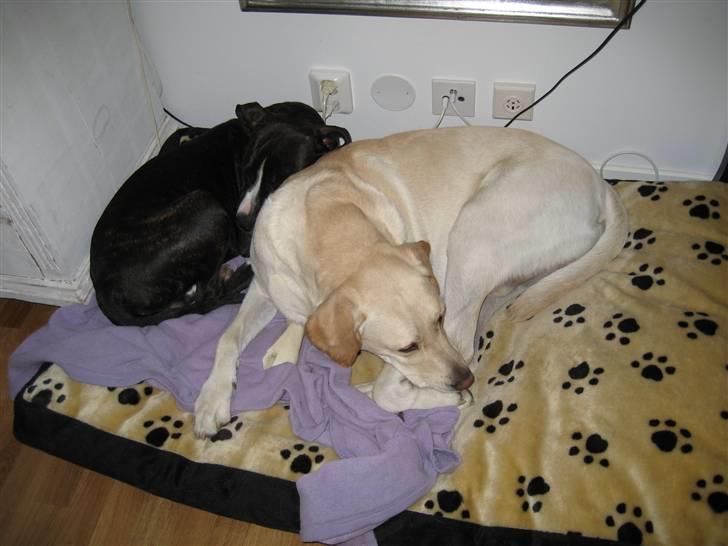 Amerikansk staffordshire terrier Tyson R.I.P. 2006-2010 - Første dag i ens nye hjem! Så er det rart at have en god ny ven at putte med! billede 6