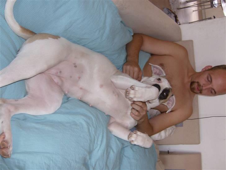 Amerikansk bulldog yenka - Afslapning med far billede 7