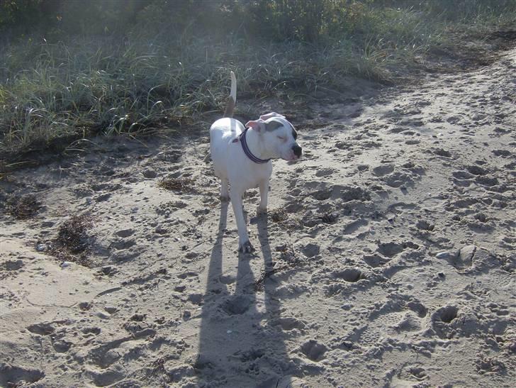 Amerikansk bulldog yenka billede 8