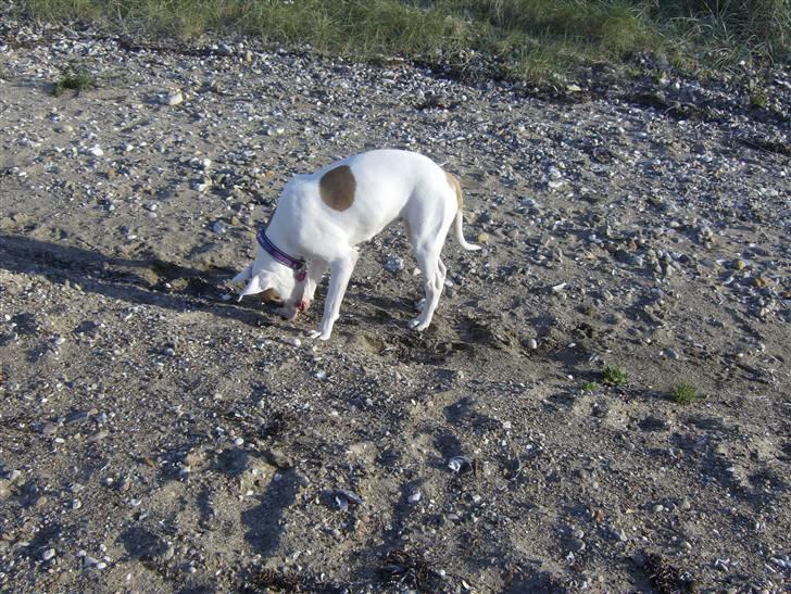 Amerikansk bulldog yenka - Er der mon noget ??? billede 9