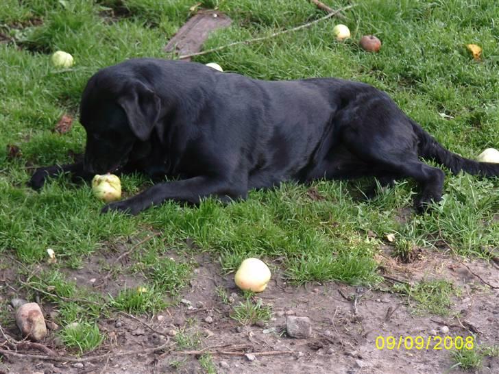 Labrador retriever Bosa - Jeg elsker æbler, men min mor siger bare jeg slår så mange prutter, flere ind jeg gør til daglig :o) hi hi billede 11