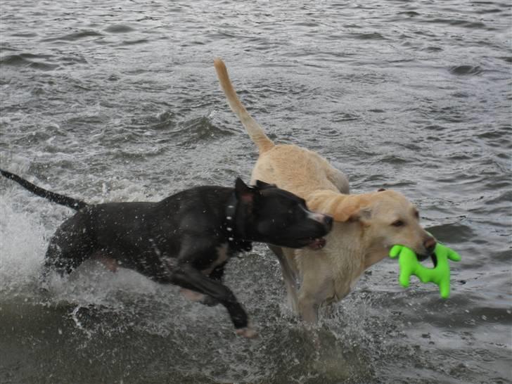 Amerikansk staffordshire terrier Tyson R.I.P. 2006-2010 - Juhu!!!! Vandhunde.... Hvem sagde at en han amstaff og en han labrador ikke kan sammen? billede 7