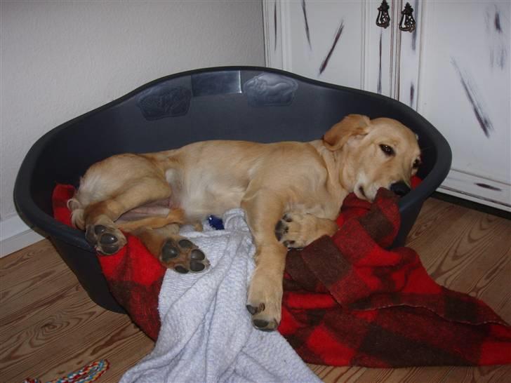 Golden retriever Walter - kurven ikke er så stor som den har været,men den er hyggelig billede 8