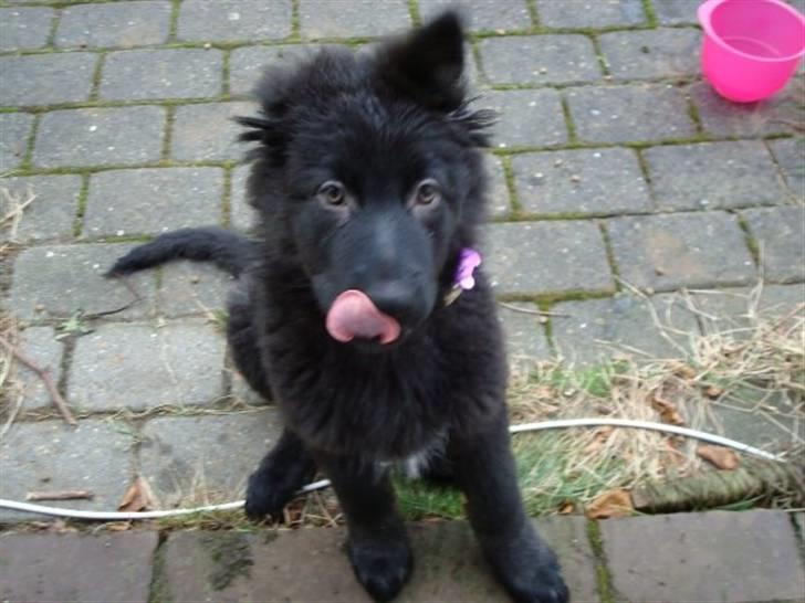 Blanding af racer Bella billede 6