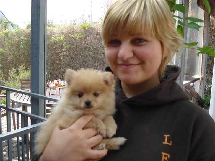 Pomeranian Naya Yasmin a.k.a. Naya - 8 uger, en lille håndfuld hund.  billede 5