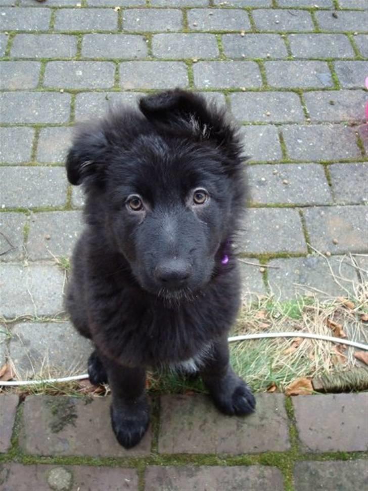 Blanding af racer Bella billede 7