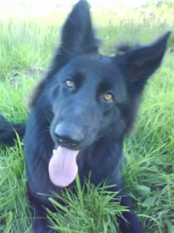 Blanding af racer Bella billede 8