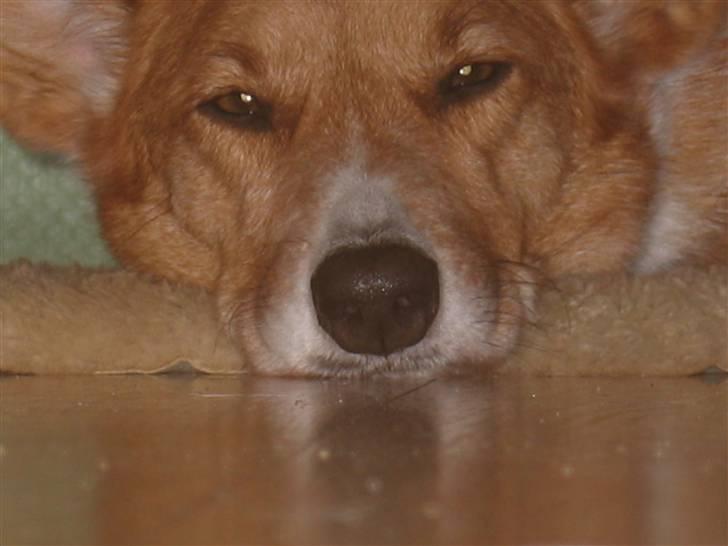 Welsh corgi cardigan Frederik † 17/12-2008 f. - Velkommen til Frederik´s profil! Håber i kan li ham<3 billede 1