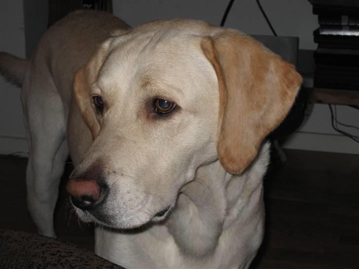 Labrador retriever Castro - Verdens dejligste labbe! billede 1