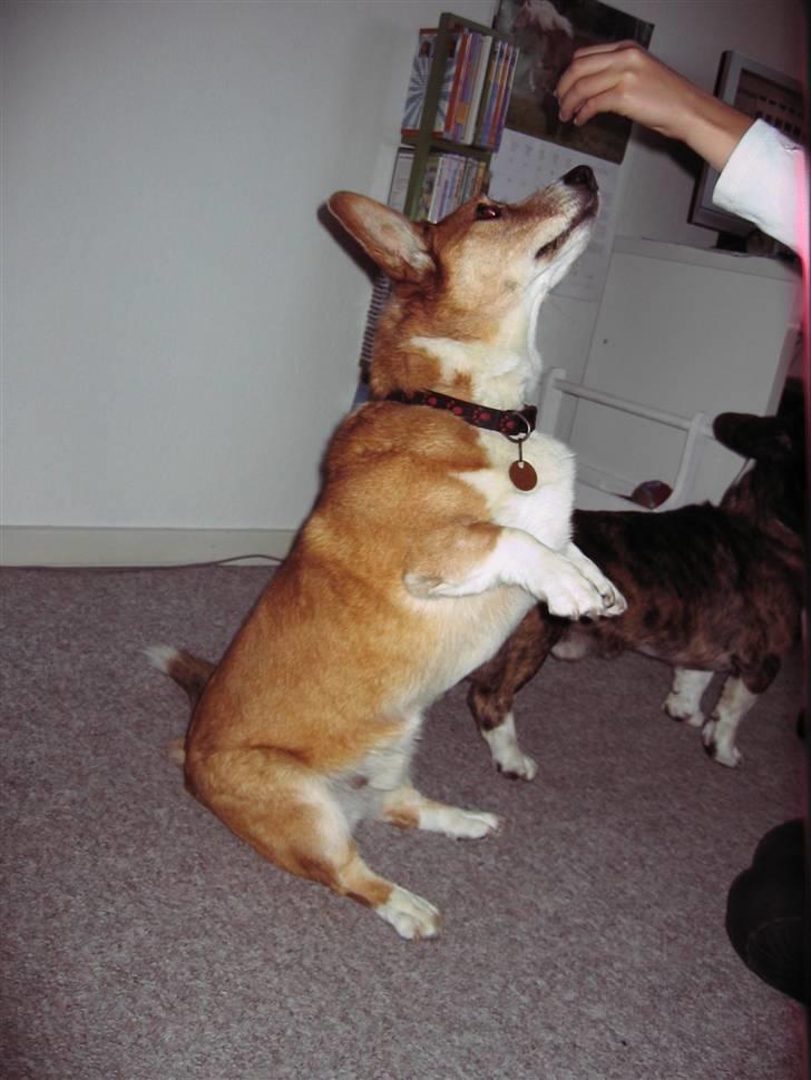 Welsh corgi cardigan Frederik † 17/12-2008 f. - Er han ikk dygtig billede 2