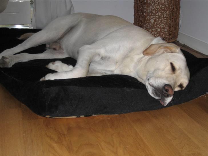 Labrador retriever Castro - Hundetræt! billede 2