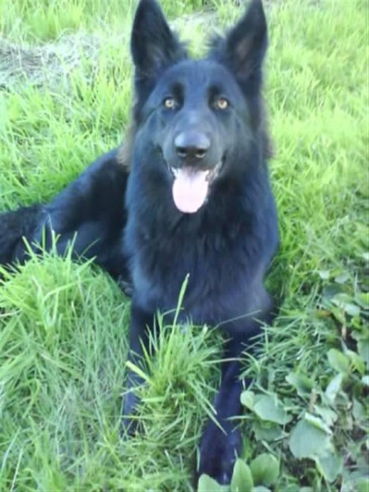 Blanding af racer Bella billede 9